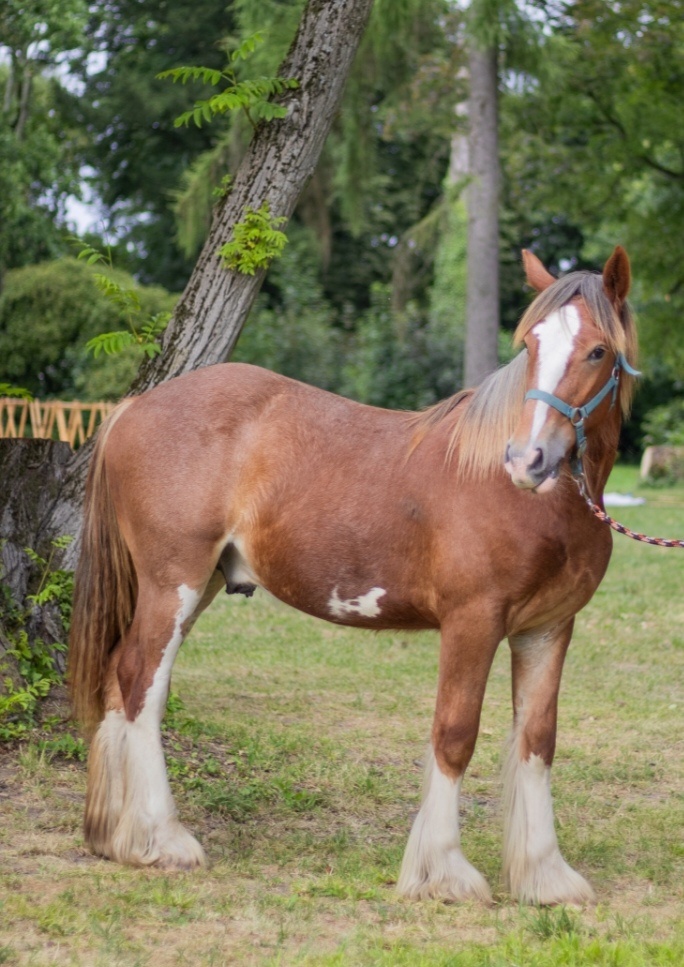Drum horse hřebec, matka Shire horse, otec irský cob - 10