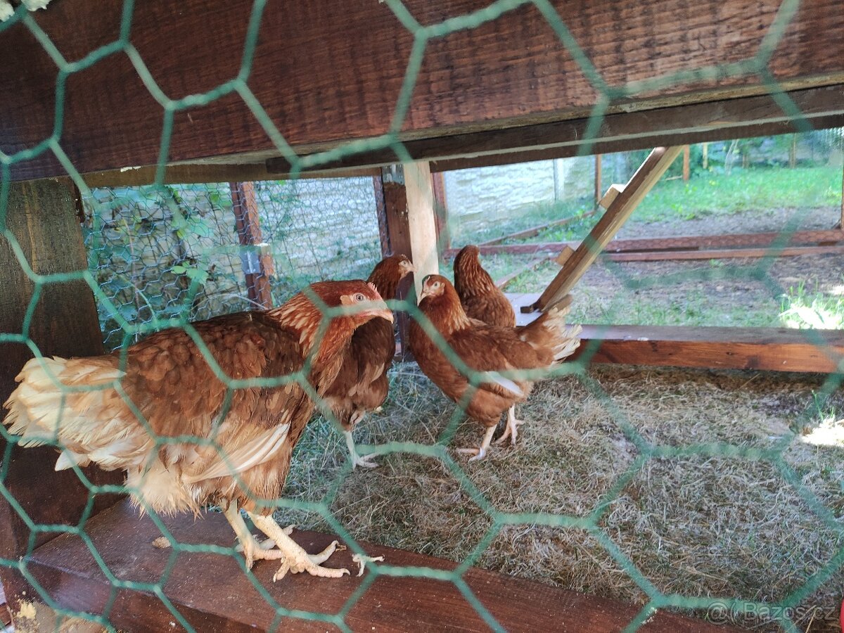 Zateplený kurník pro 8-10 slepic + oplocený výběh cca 25m2 - 10