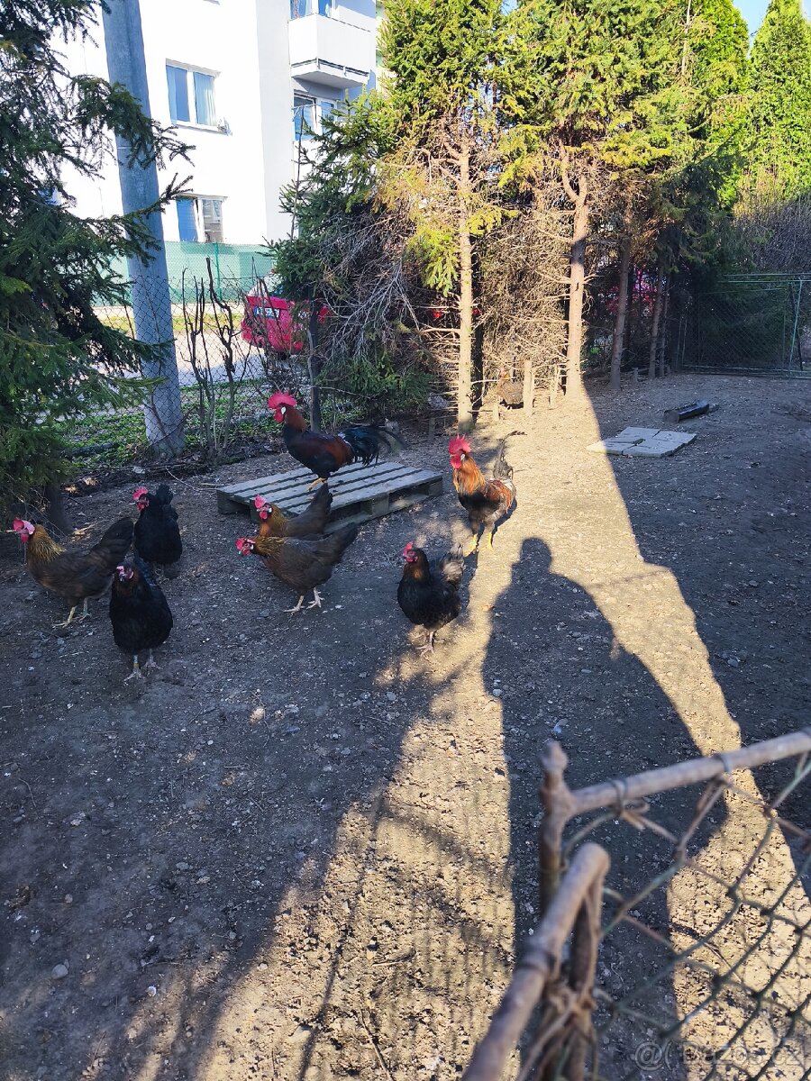 Nasadová vajíčka - 10