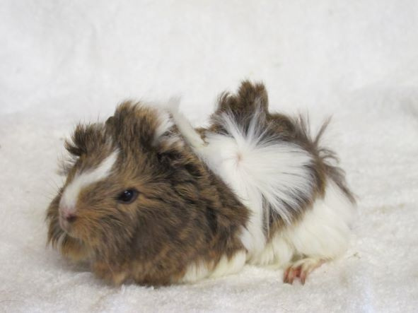 Morče peruánec - 10