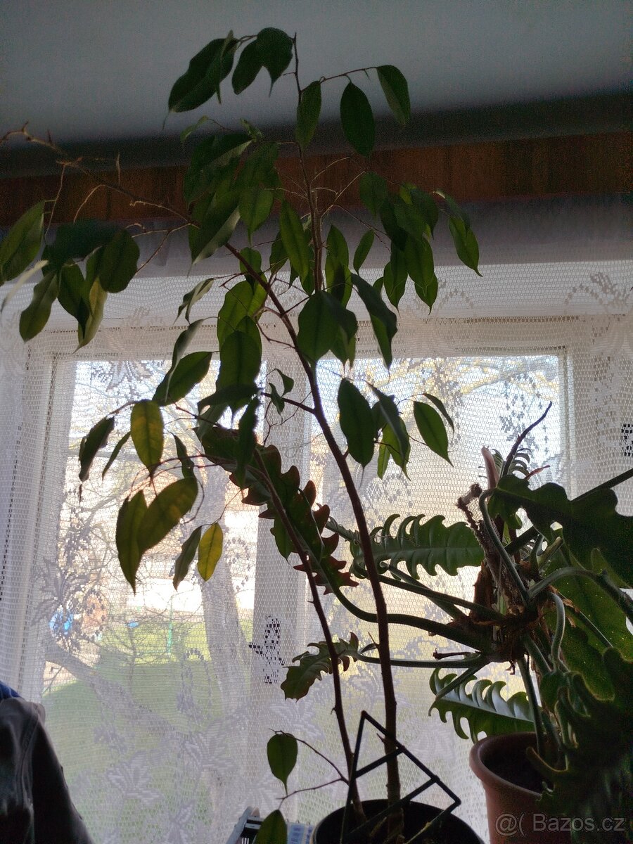 Pokojové rostliny - 10