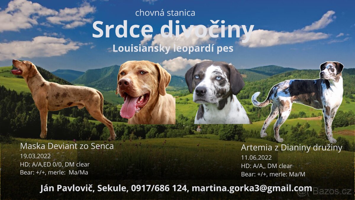 Louisianský leopardí pes s PP - 10
