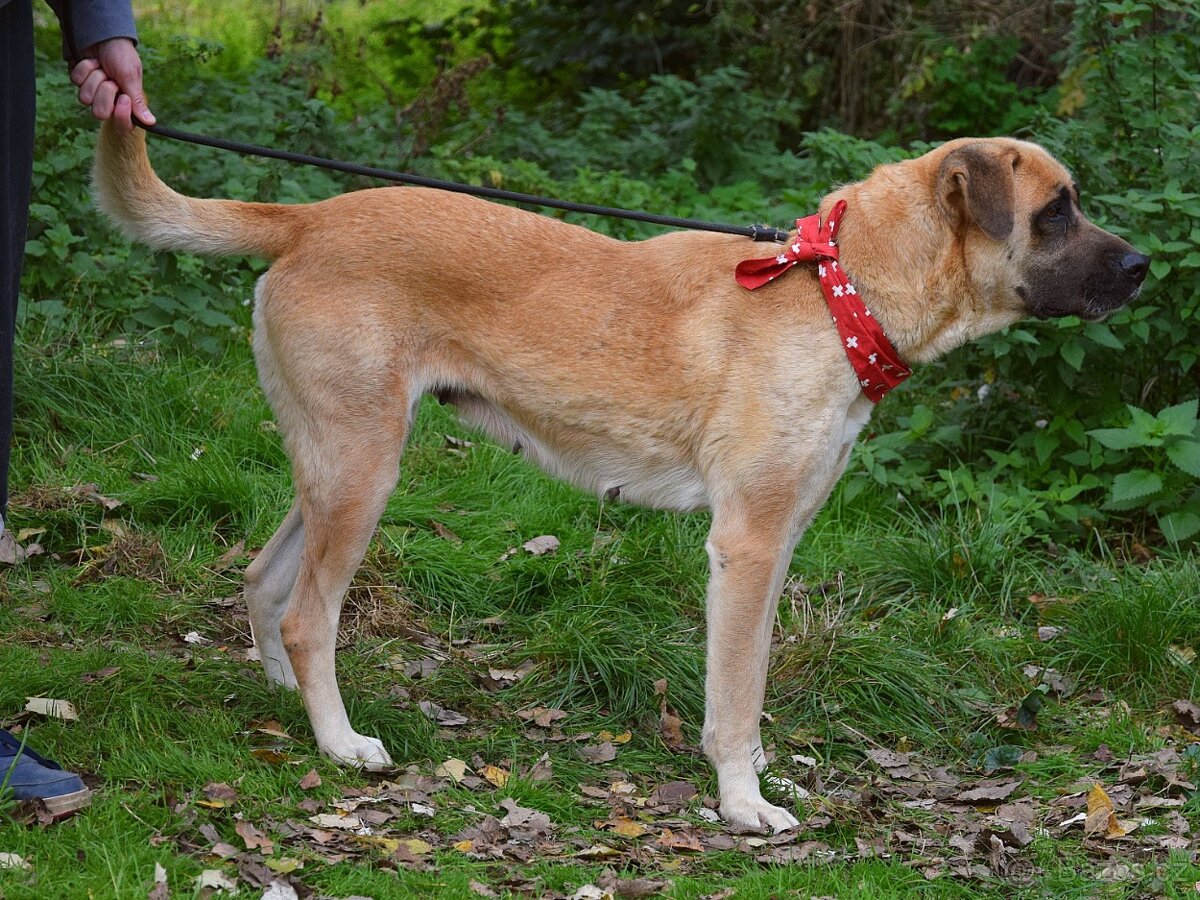 🐶 Tina – krásná a oddaná společnice 💛 - 10