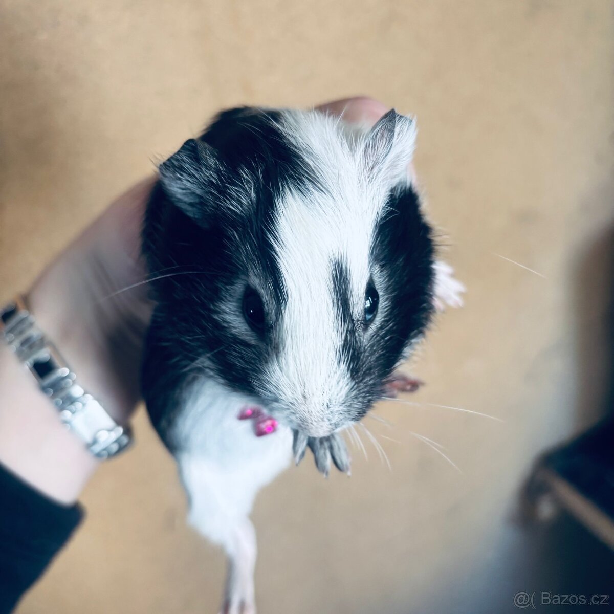 Prodám morčata 2 samci - 10