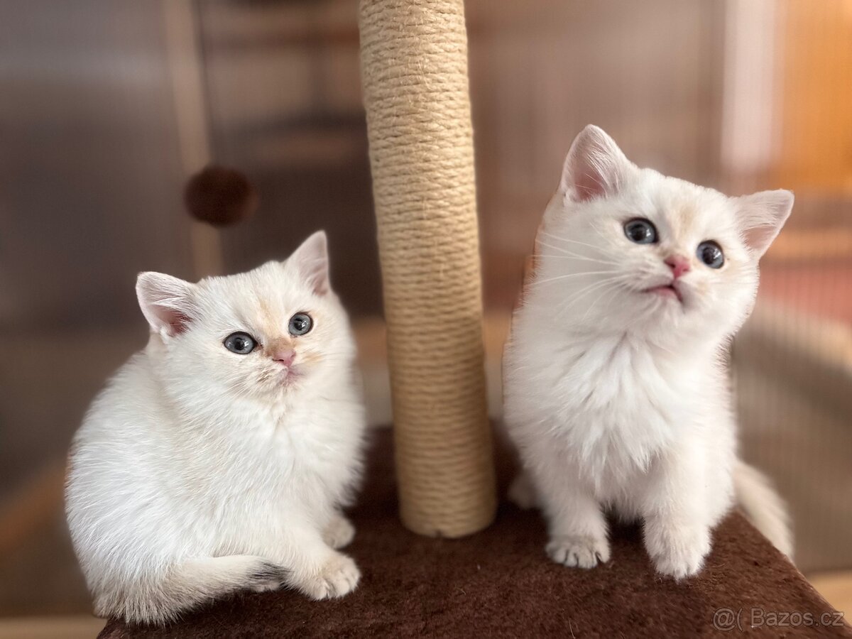 Britská koťata - 10