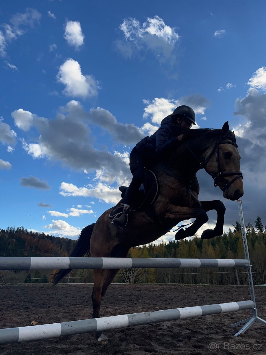 Hřebec/valach ČSP Pony v únoru dvouletý červený plavák - 10