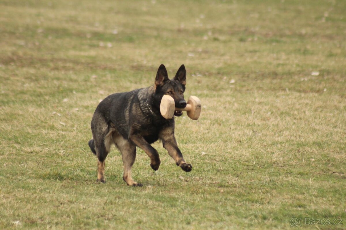 Německý ovčák - štěňátka s PP - 10