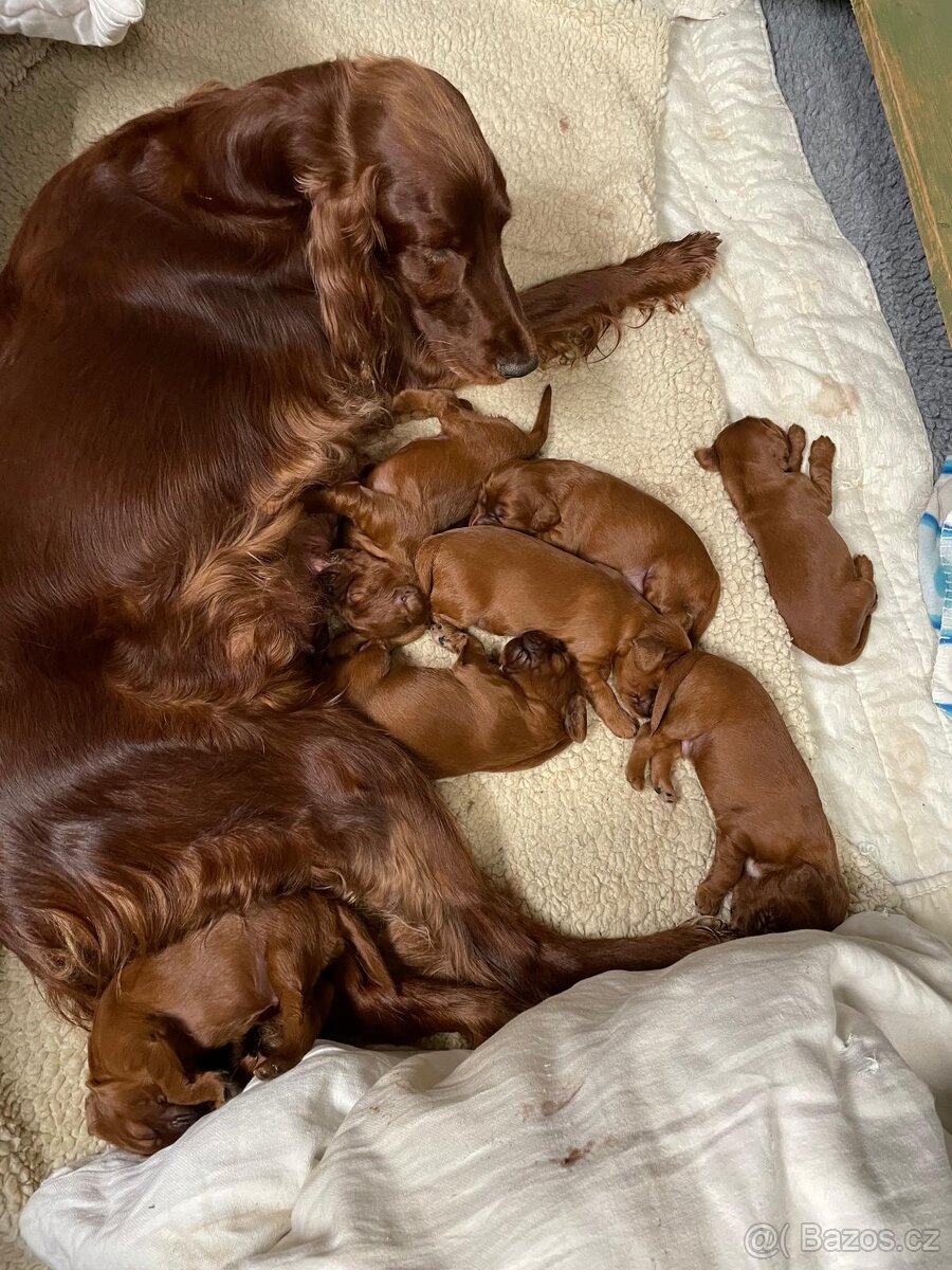 Irský setr štěňata s PP - 10