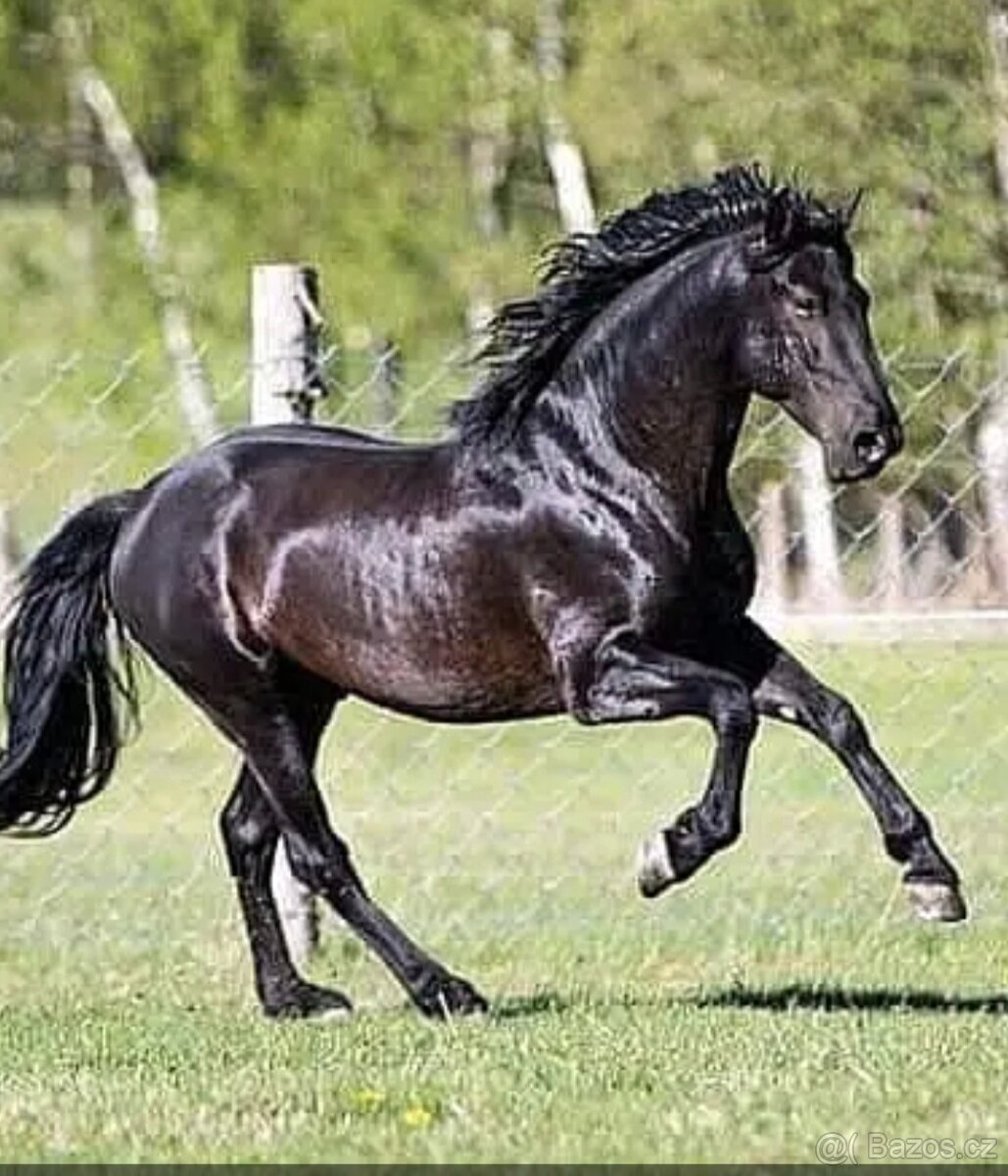 Roční P.R.E. klisnička - 10