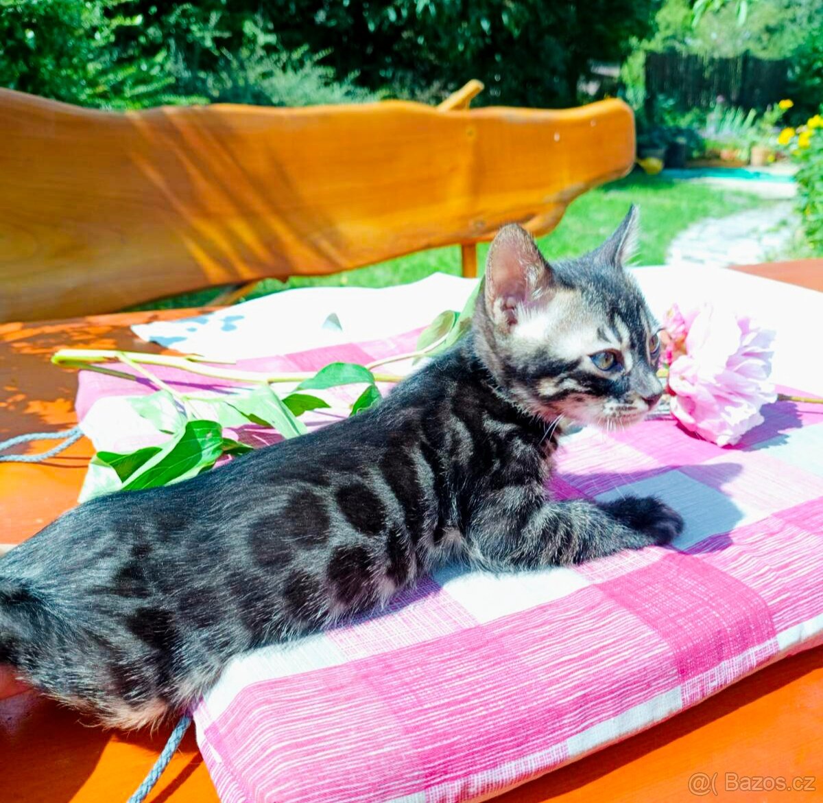 Předběžná Rezervace luxusní Bengálská koťáta s PP - 10