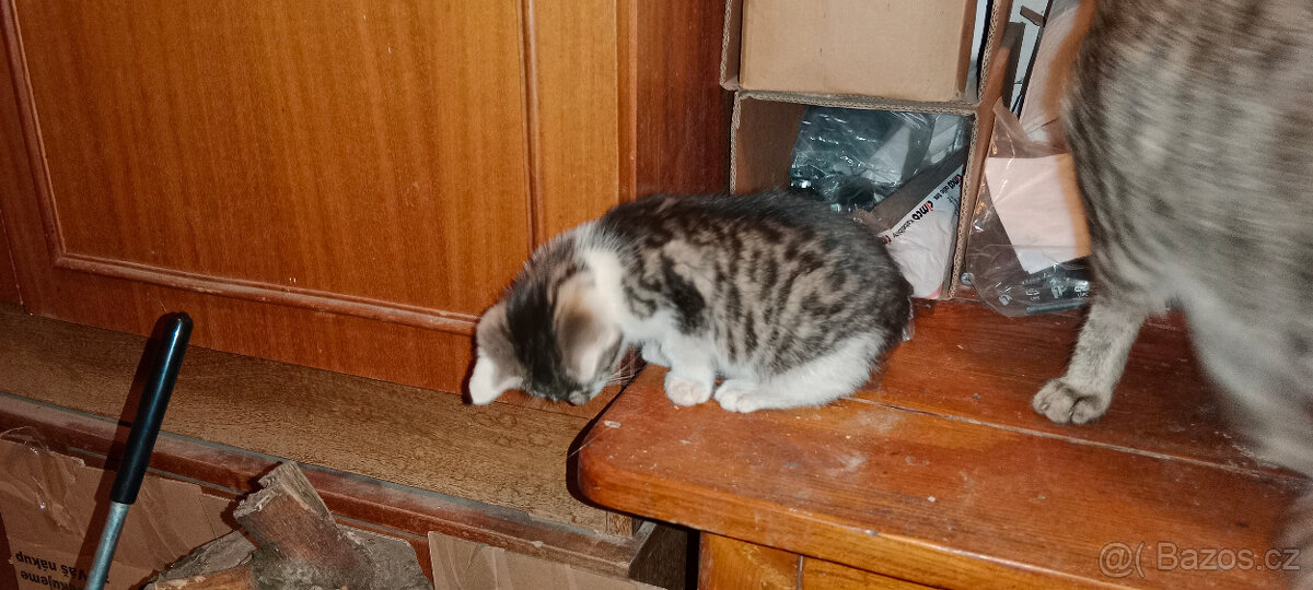 DARUJEME koťátka, koťátko, kotě, kocourka, kočičku - 10