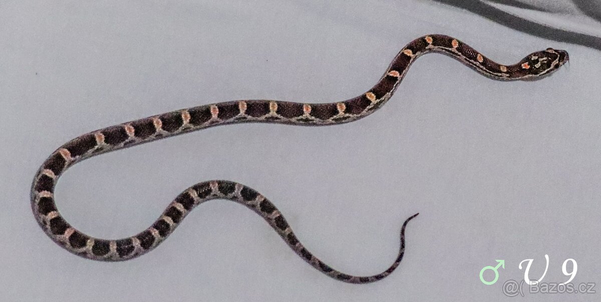 Užovka červená - mláďata - 10
