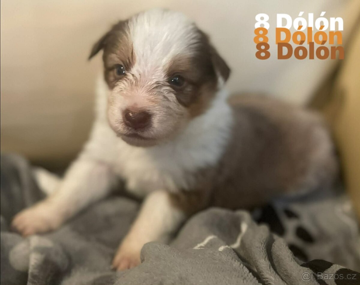 Border kolie s pp - 10