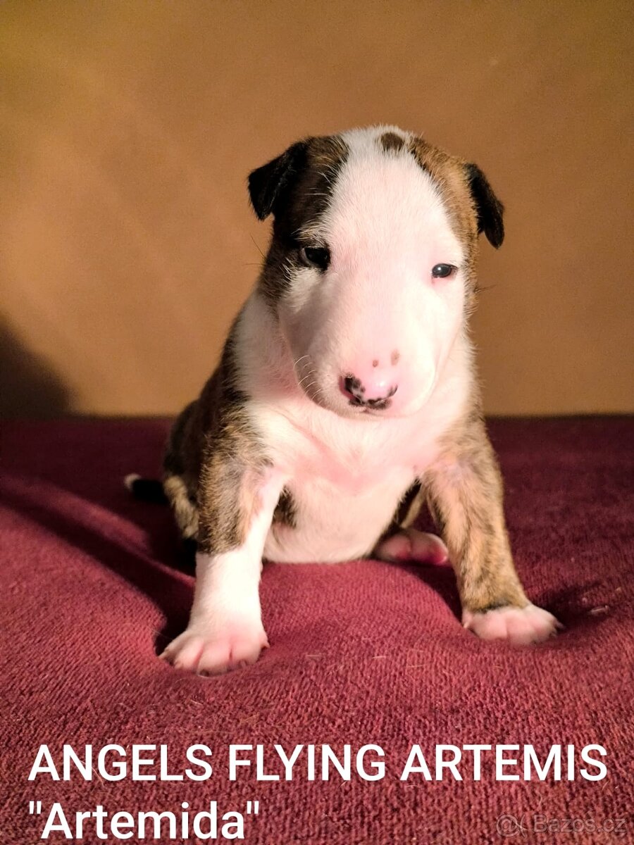 Anglický Bulteriér - 10