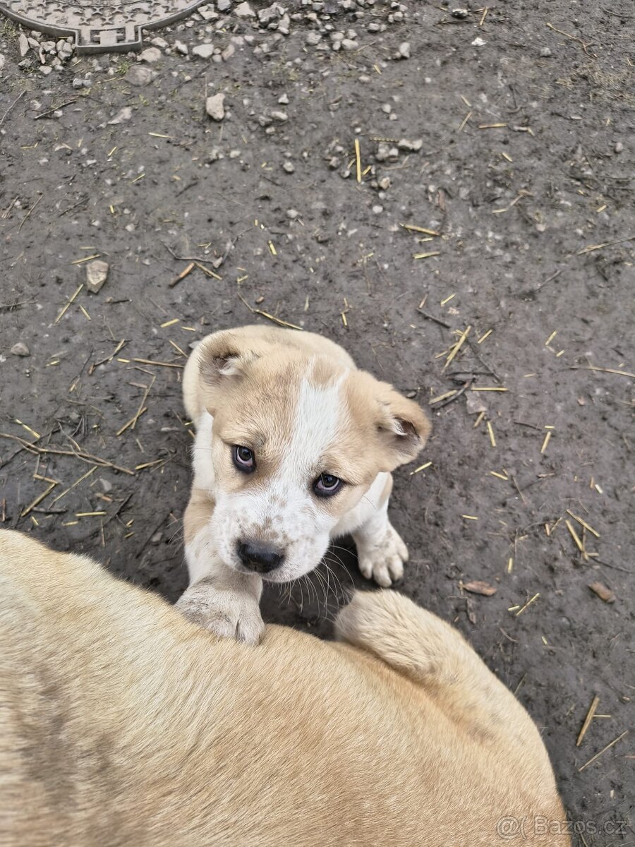 SAO/středoasijský pastevecký pes - 10