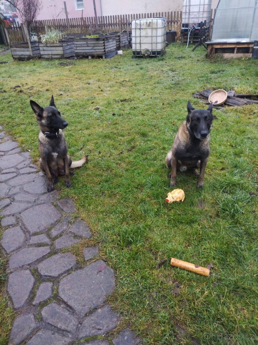 BELGICKÝ OVČÁK MALINOIS - 10