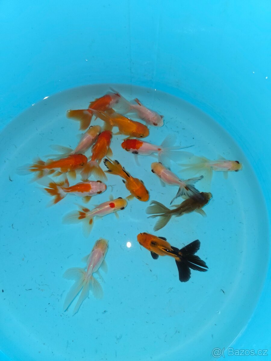 ❗️ZÁVOJNATKA ČÍNSKÁ 3-13CM❗️ - 10