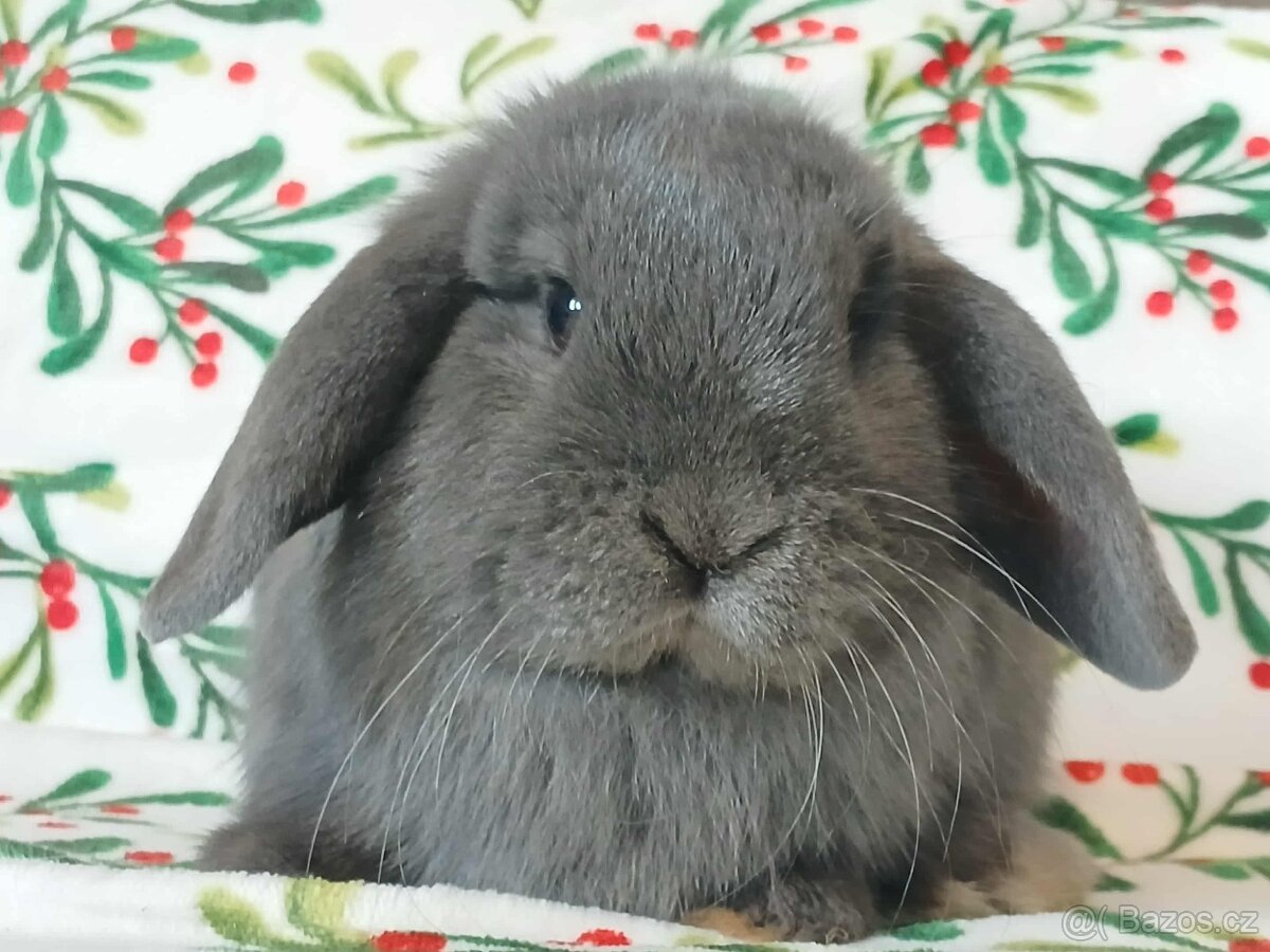 Volná samička - Anglický Zakrslý Beránek MiniLop🍑🧡🤍 - 10