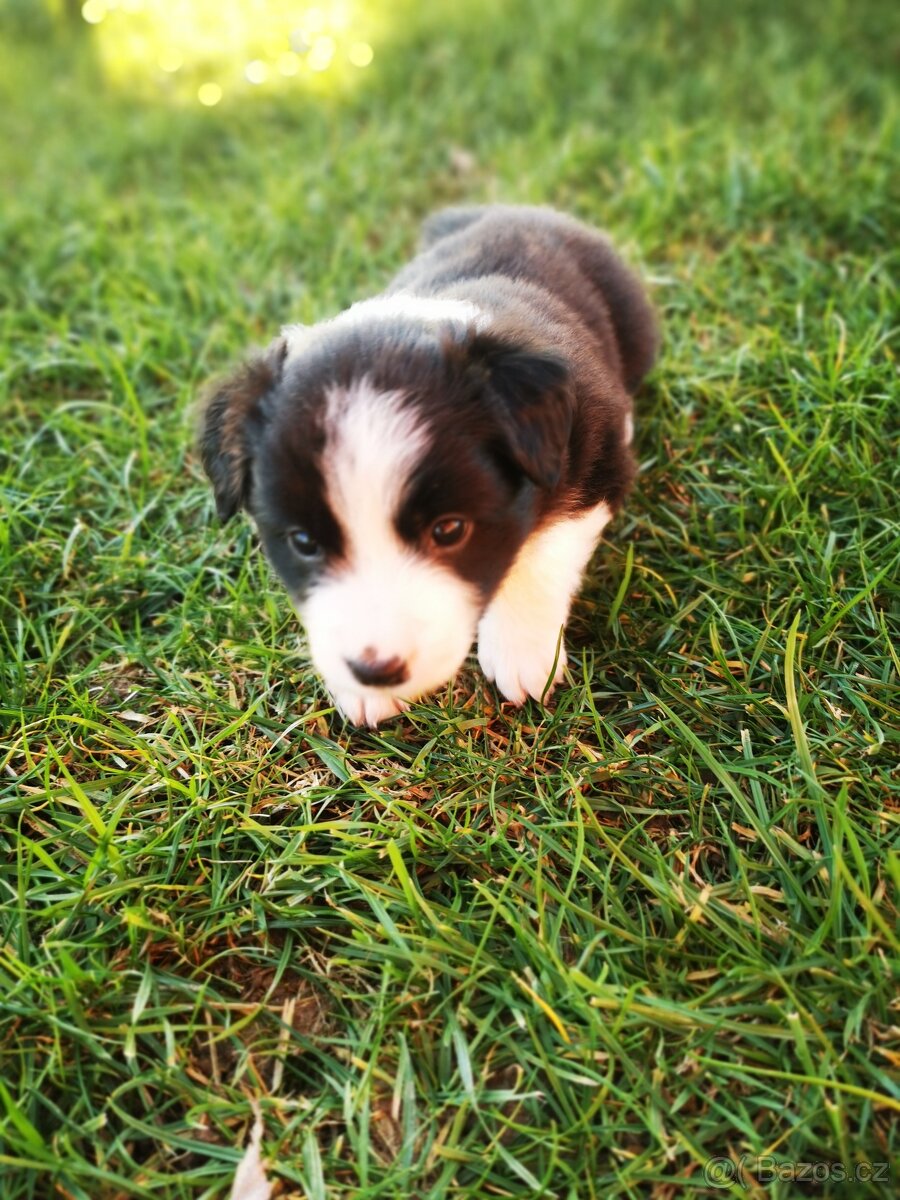 Štěňata Border Kolie - 10