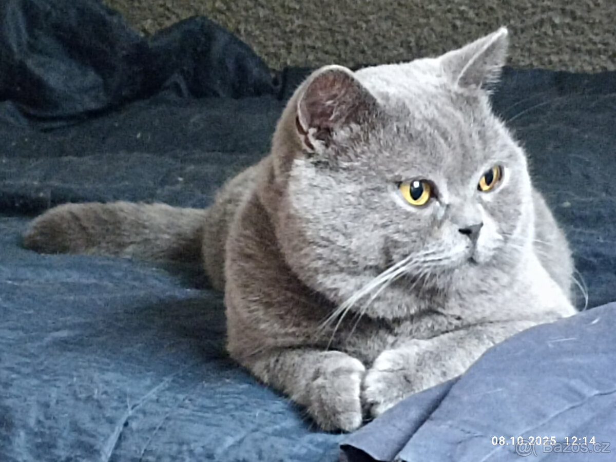 Britský modrý kocour ke krytí - 10