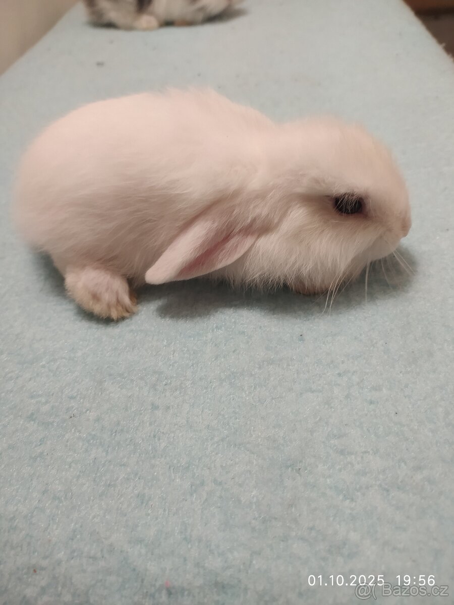 Zakrslí králíčci - 10