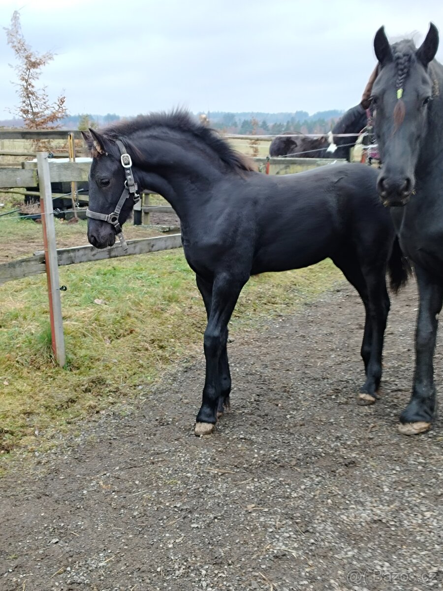 Fríský hřebeček - 10