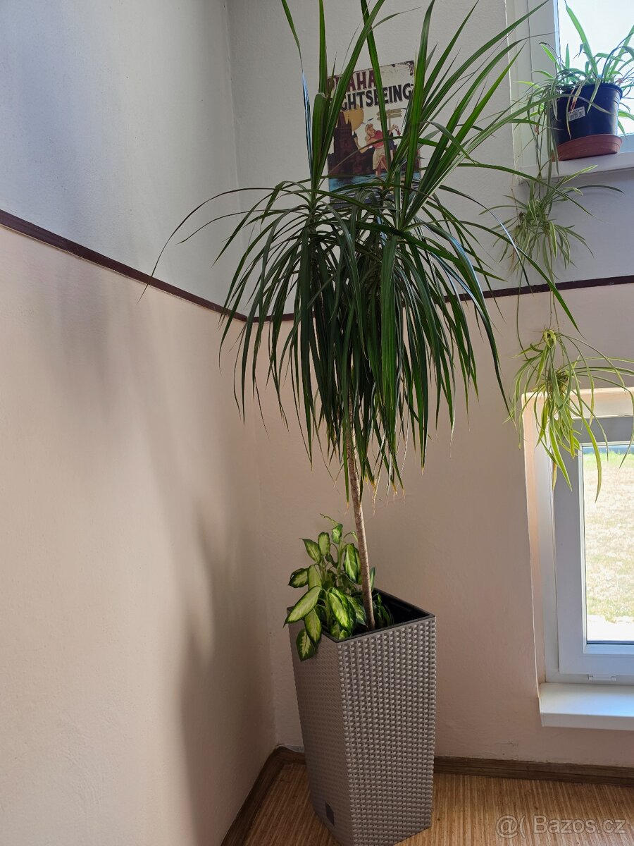 Prodám pokojové rostliny - 10