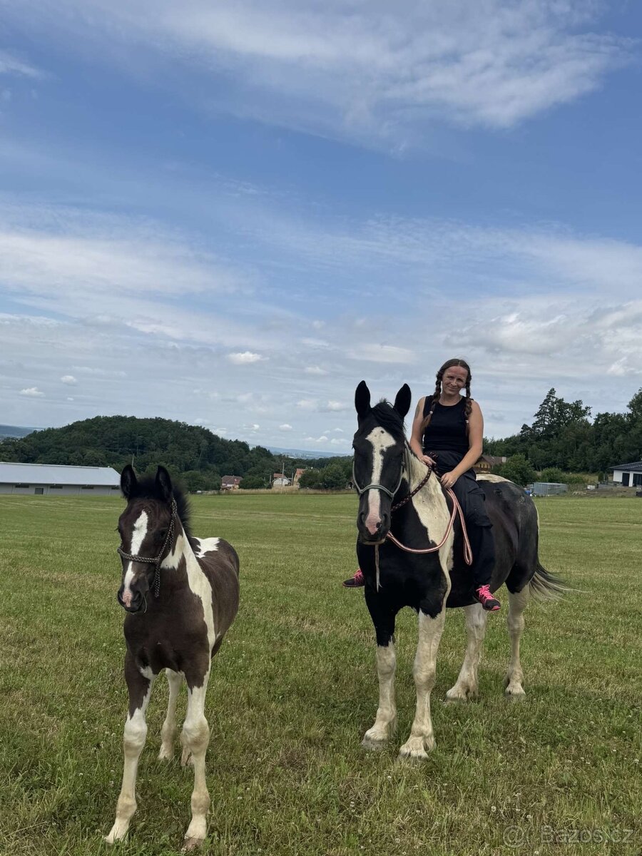 Barock Pinto X Welsh Cob D - 10