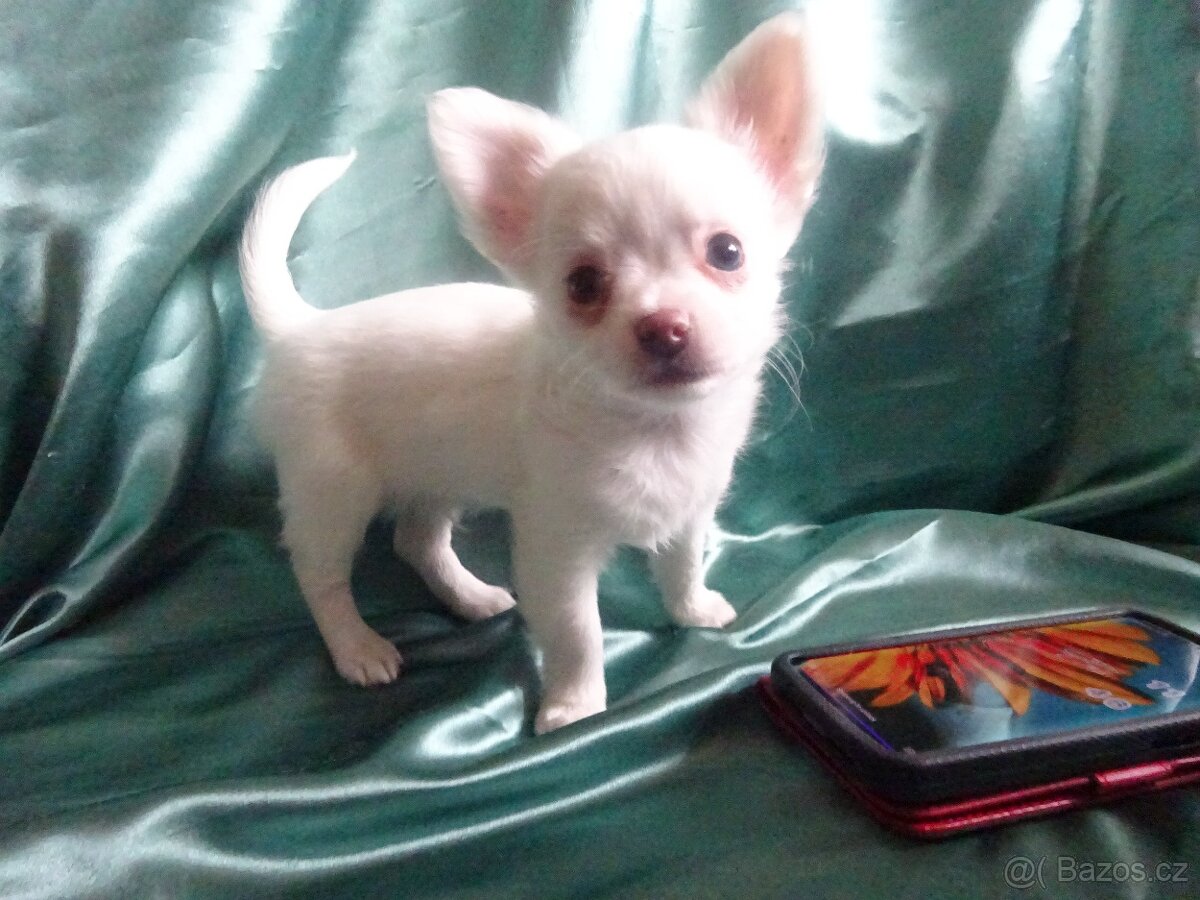 Vrh štěňátek čivava. - 10