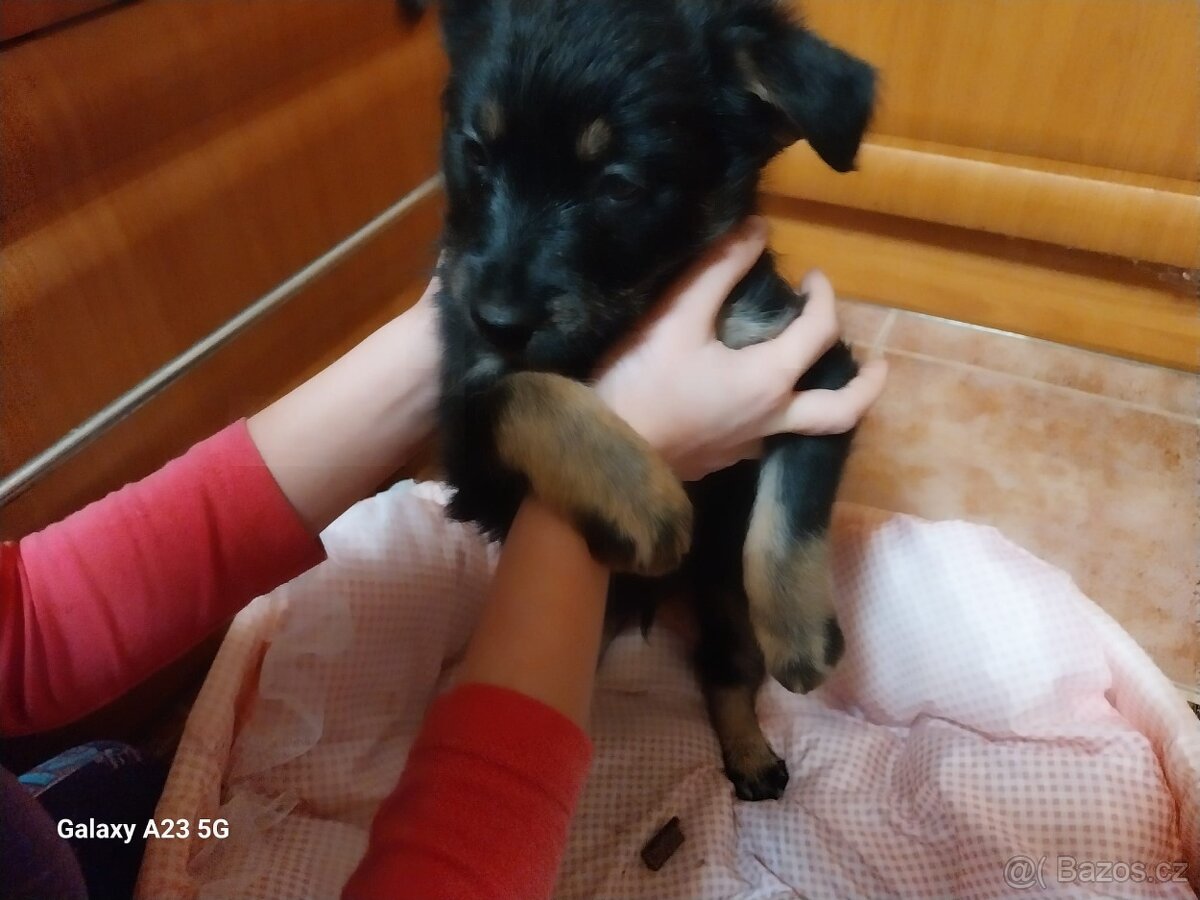Štěňata křížence - 10