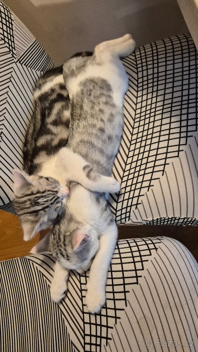 Britská koťátka - 10