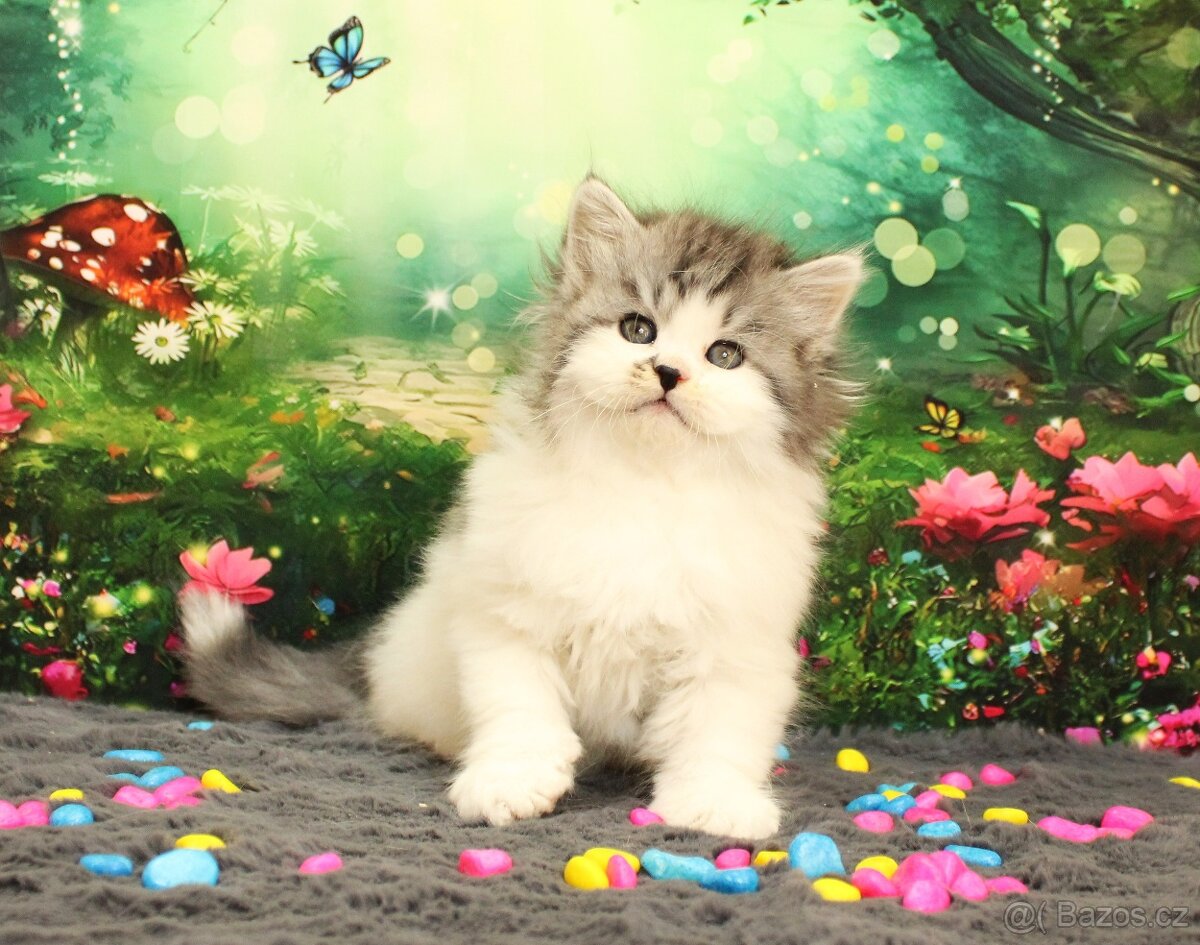 Sibiřská kočka - 10