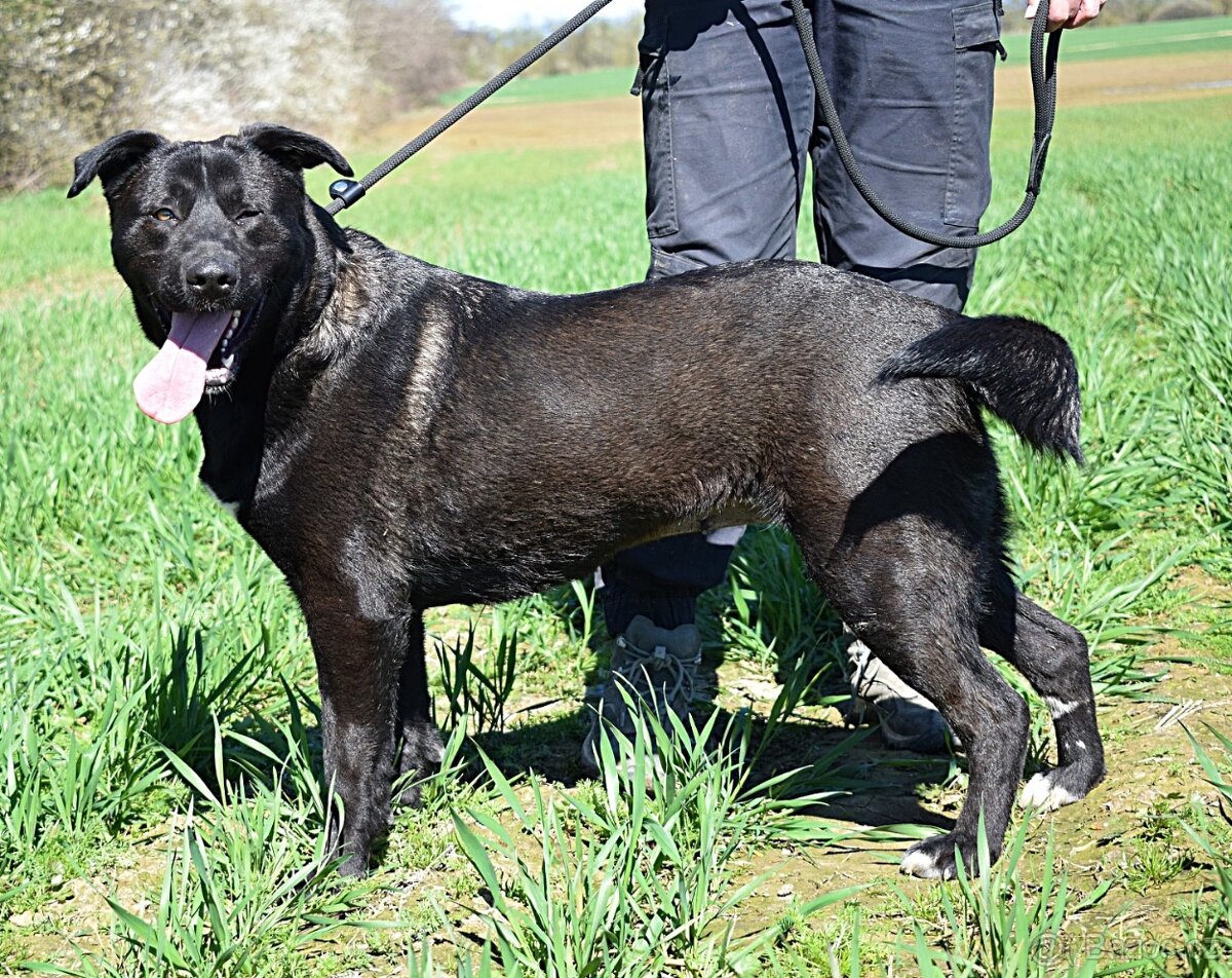 ALLEGRA K ADOPCI-3 ROKY, MILÁ,VDĚČNÁ,ODDANÁ - 10
