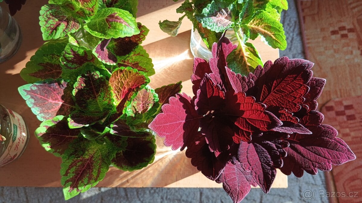 Africká barevná okrasná kopřiva - coleus - 10