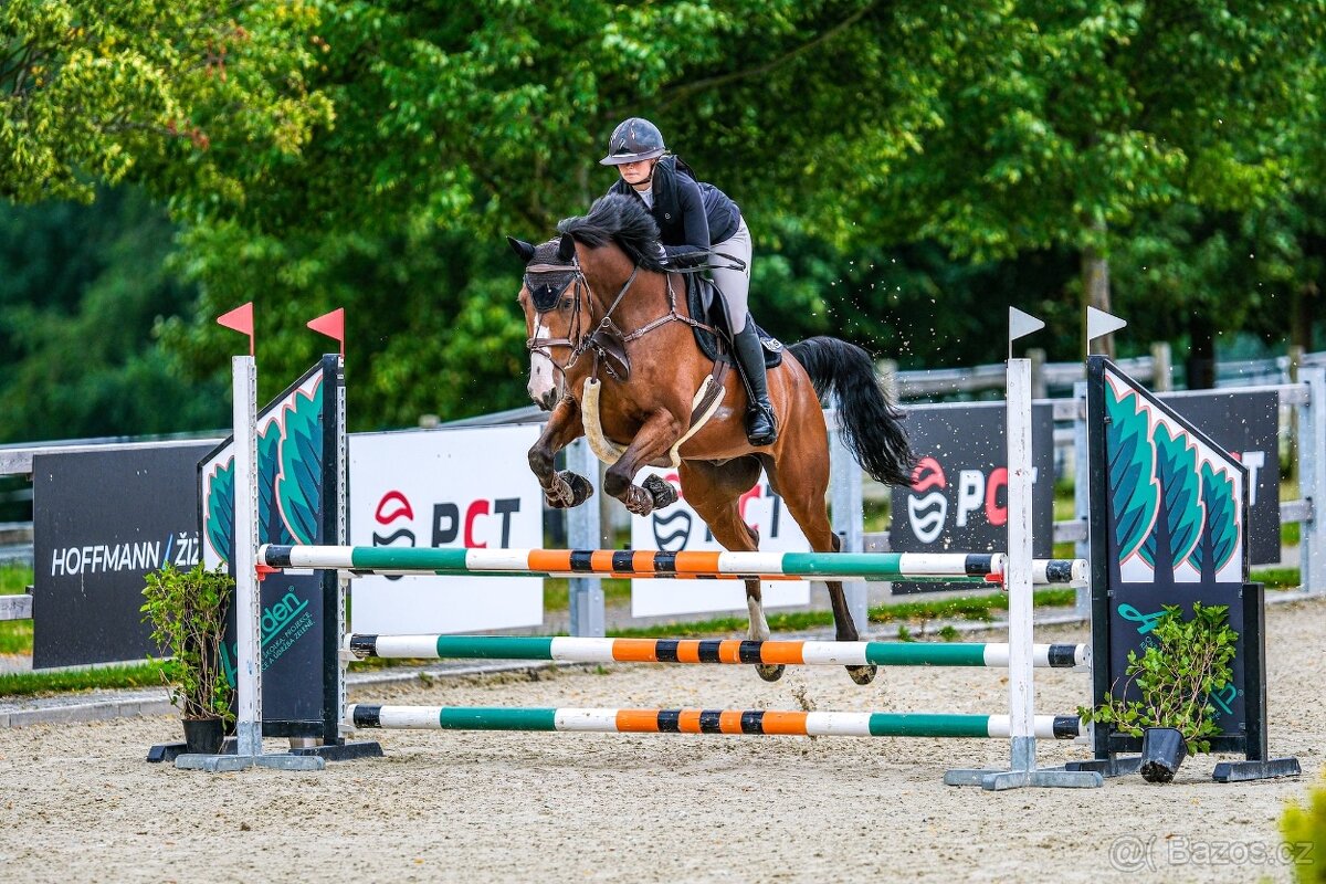 13ti letý valach ČT - 10