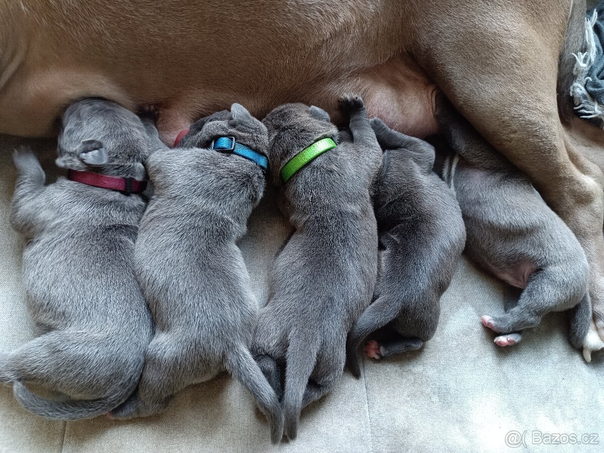 Štěňátka stafordšírský teriér - 10