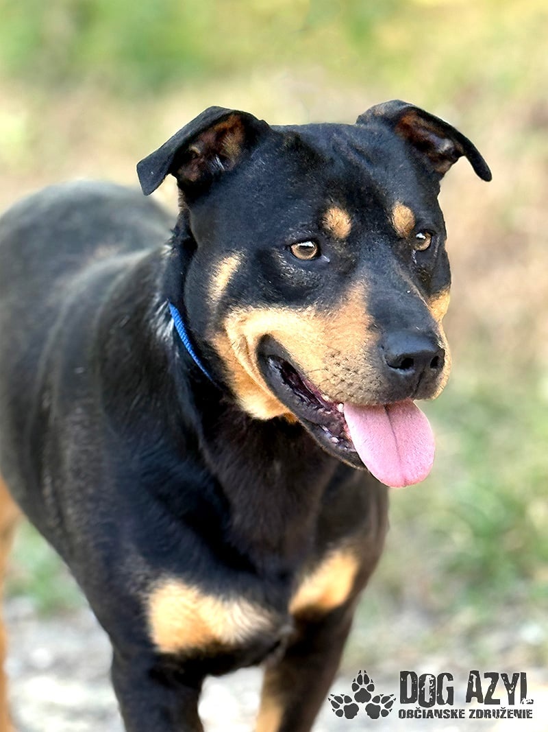 Dobrák Mayo hledá domov - 10