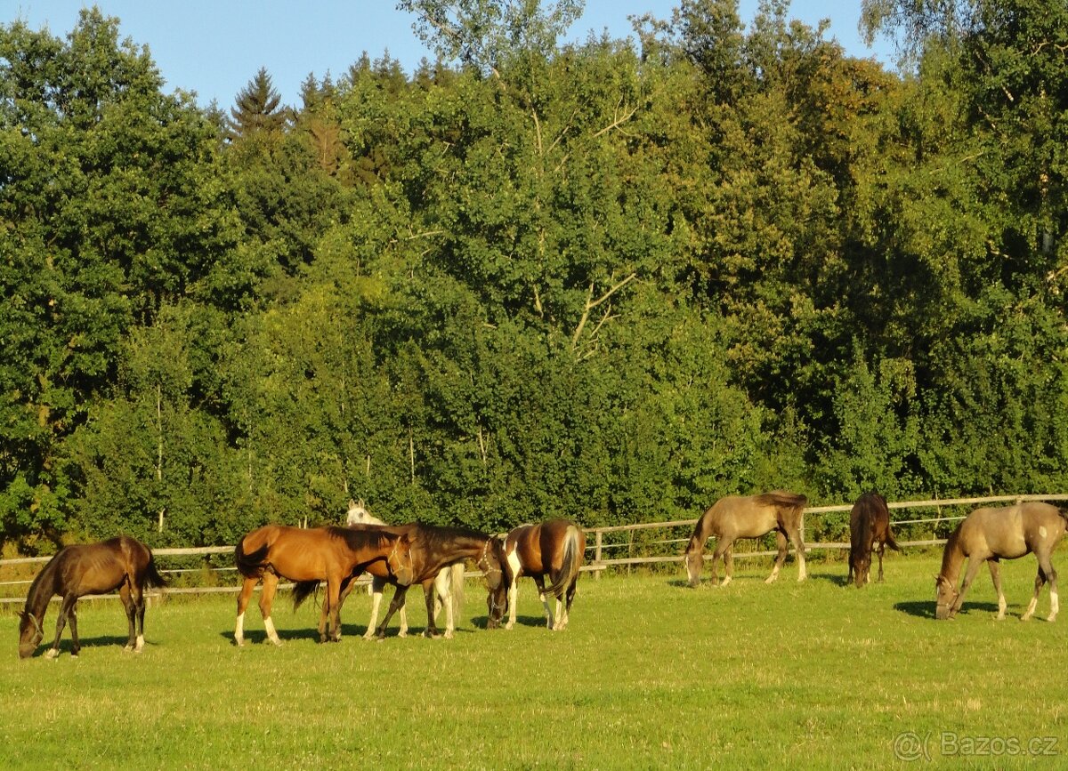 Ustájení koní na Šumavě - 10