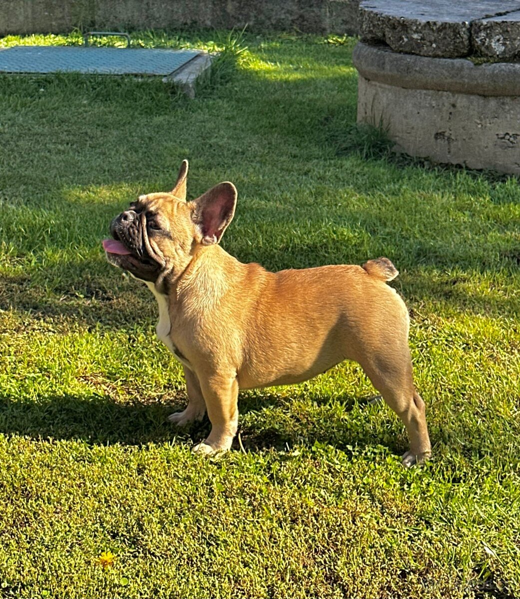 Francouzský buldoček s PP (FCI) - fawn fenečka s rodokmeňom - 10