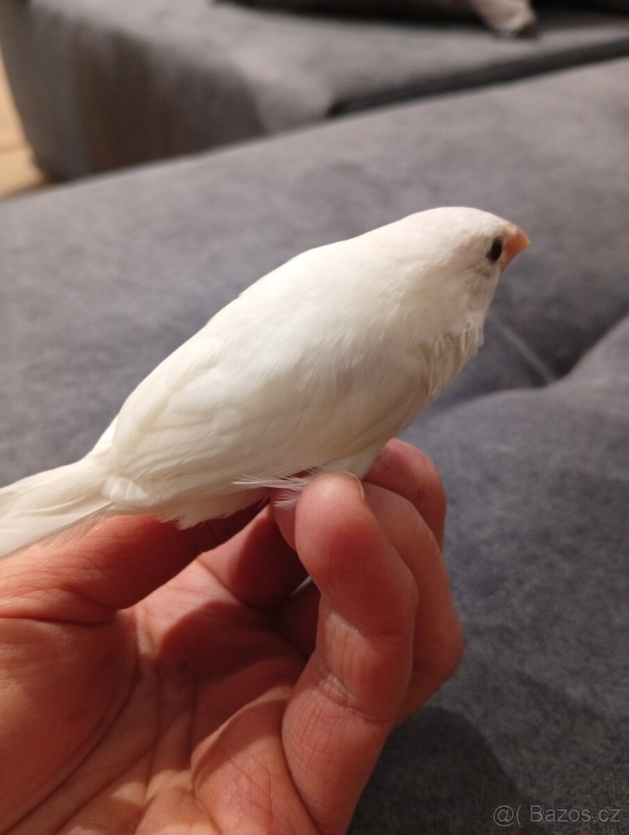 Amadina gouldova, astrild, amada, drobotina - 10