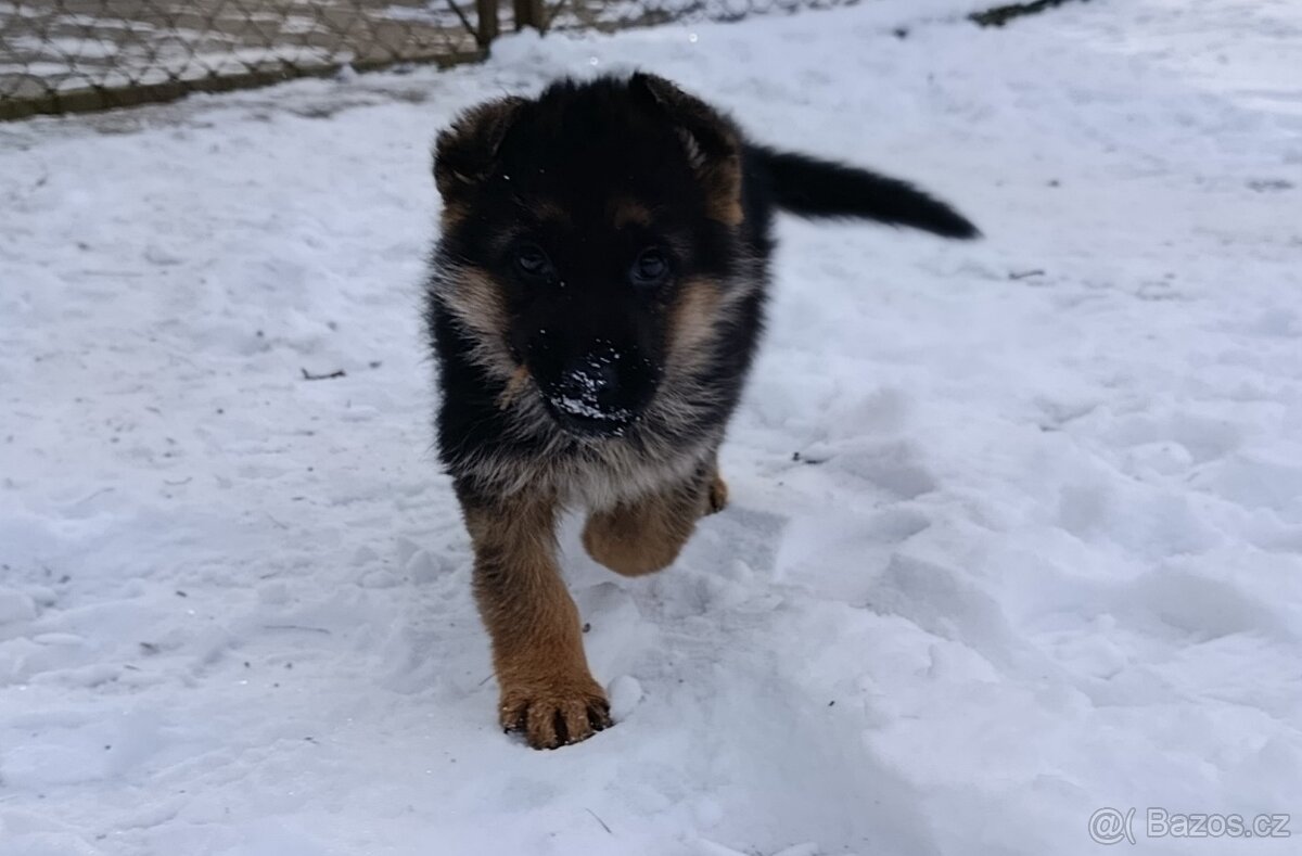 Německý ovčák s PP - 10