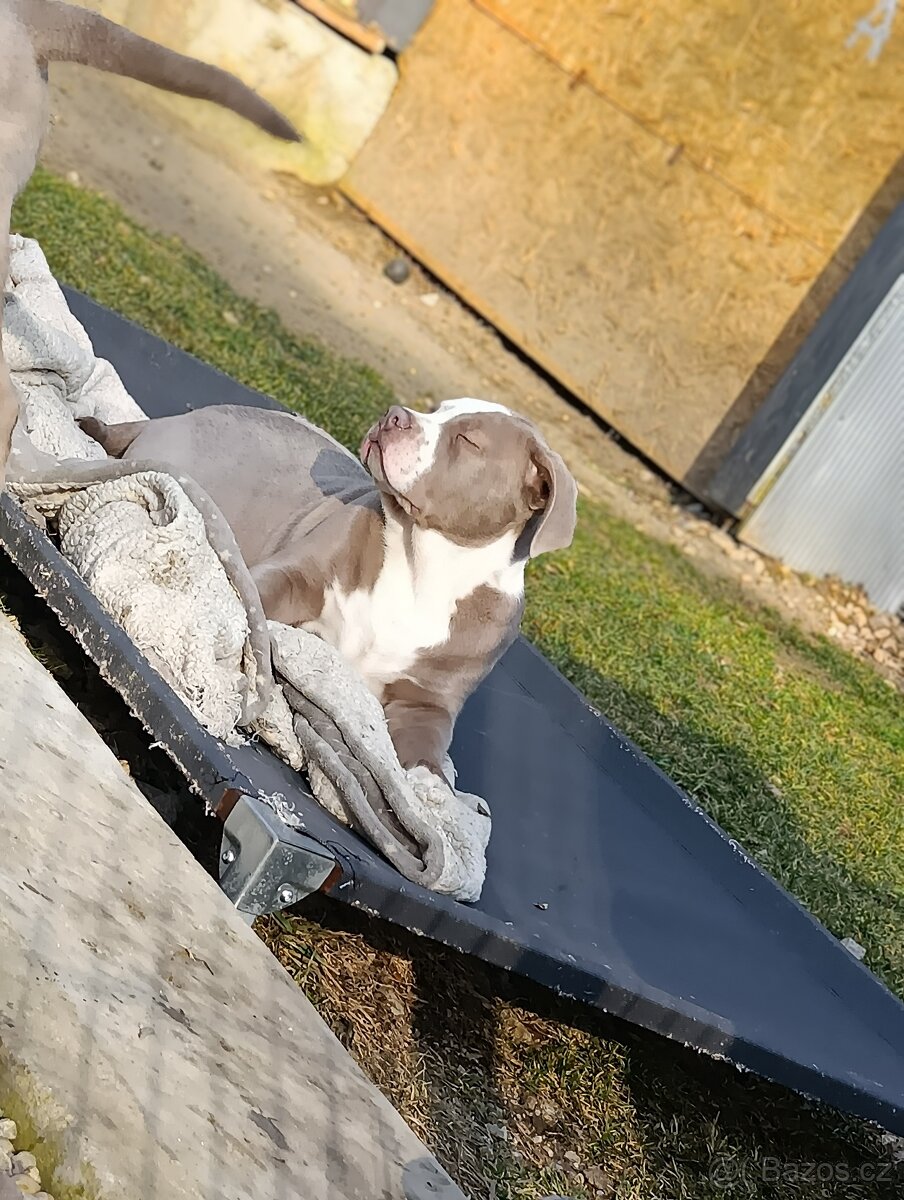 American bully xl xxl - 10