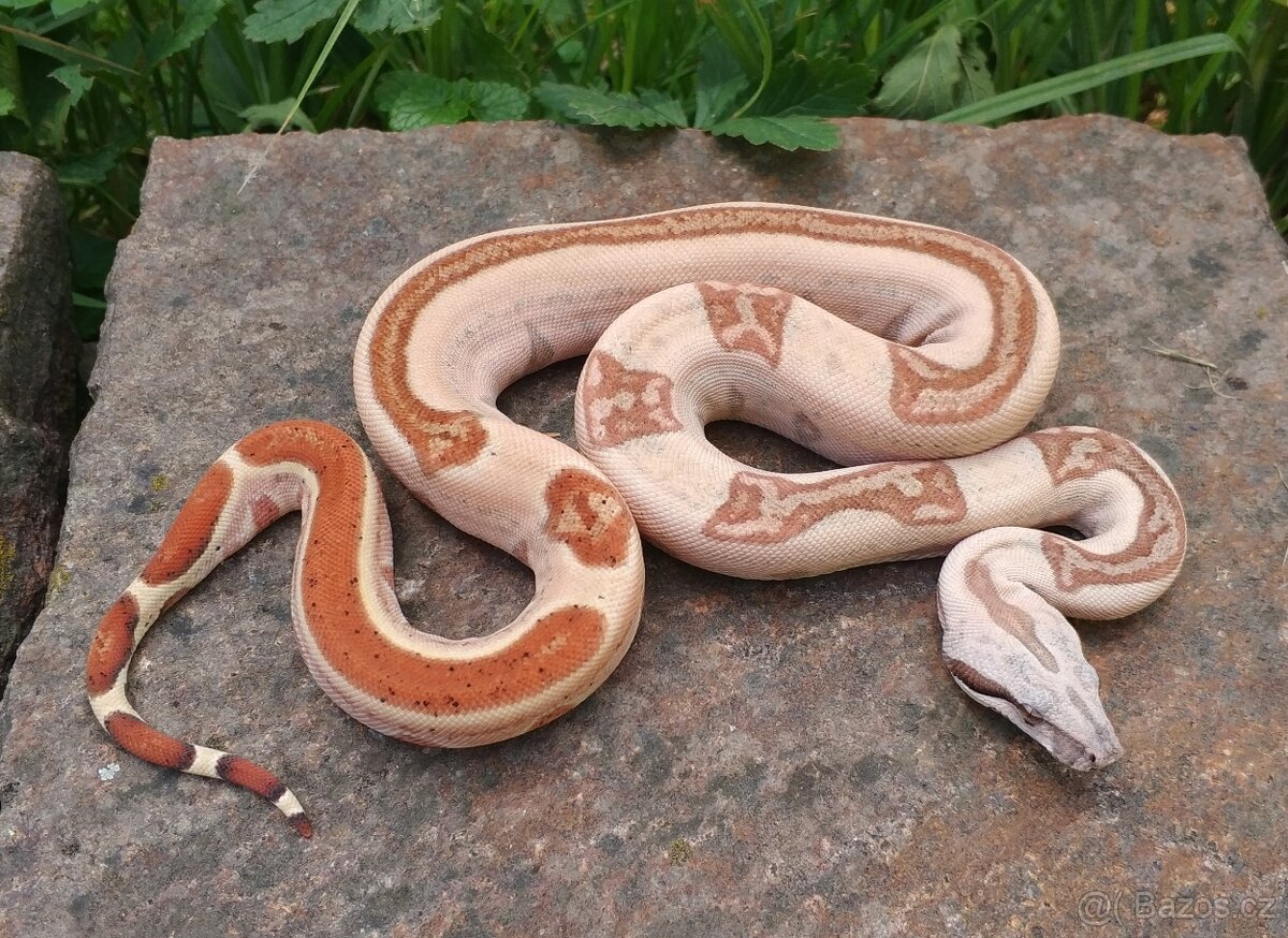 Boa imperator - Normal a Hypo 66% het Sterling VPI - 10