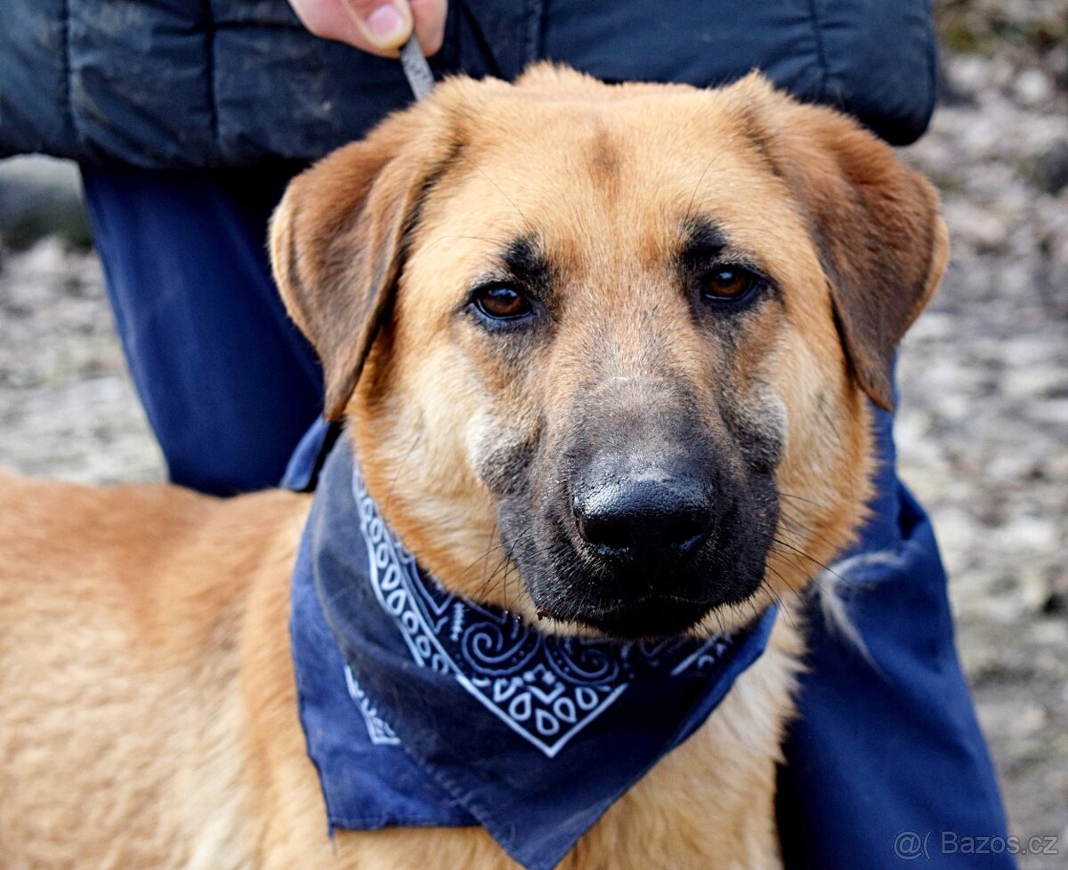 DONALD K ADOPCI - 2,5 ROKU, AKTIVNÝ,PŘÁTELSKÝ,VHODNÝ K RD - 10