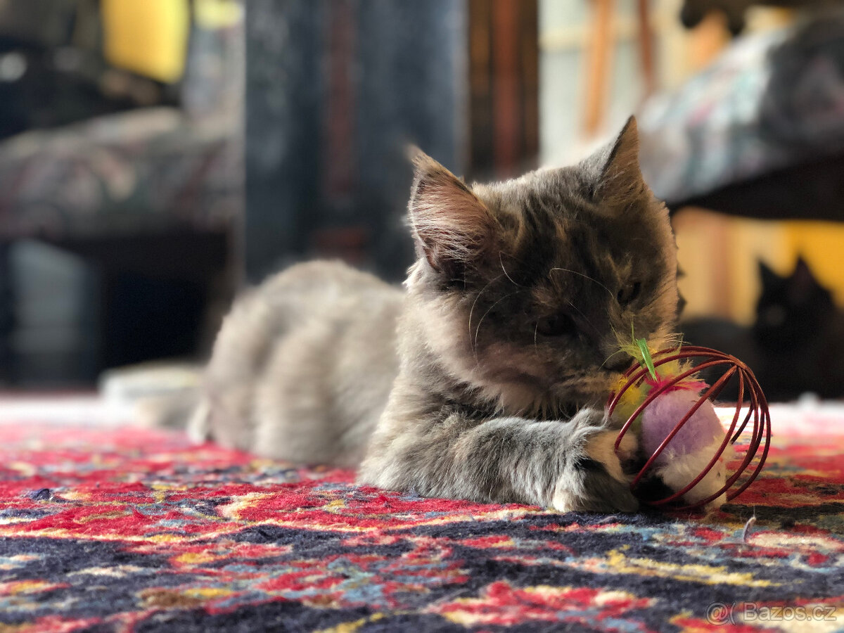 Mainská mývalí s PP - 10