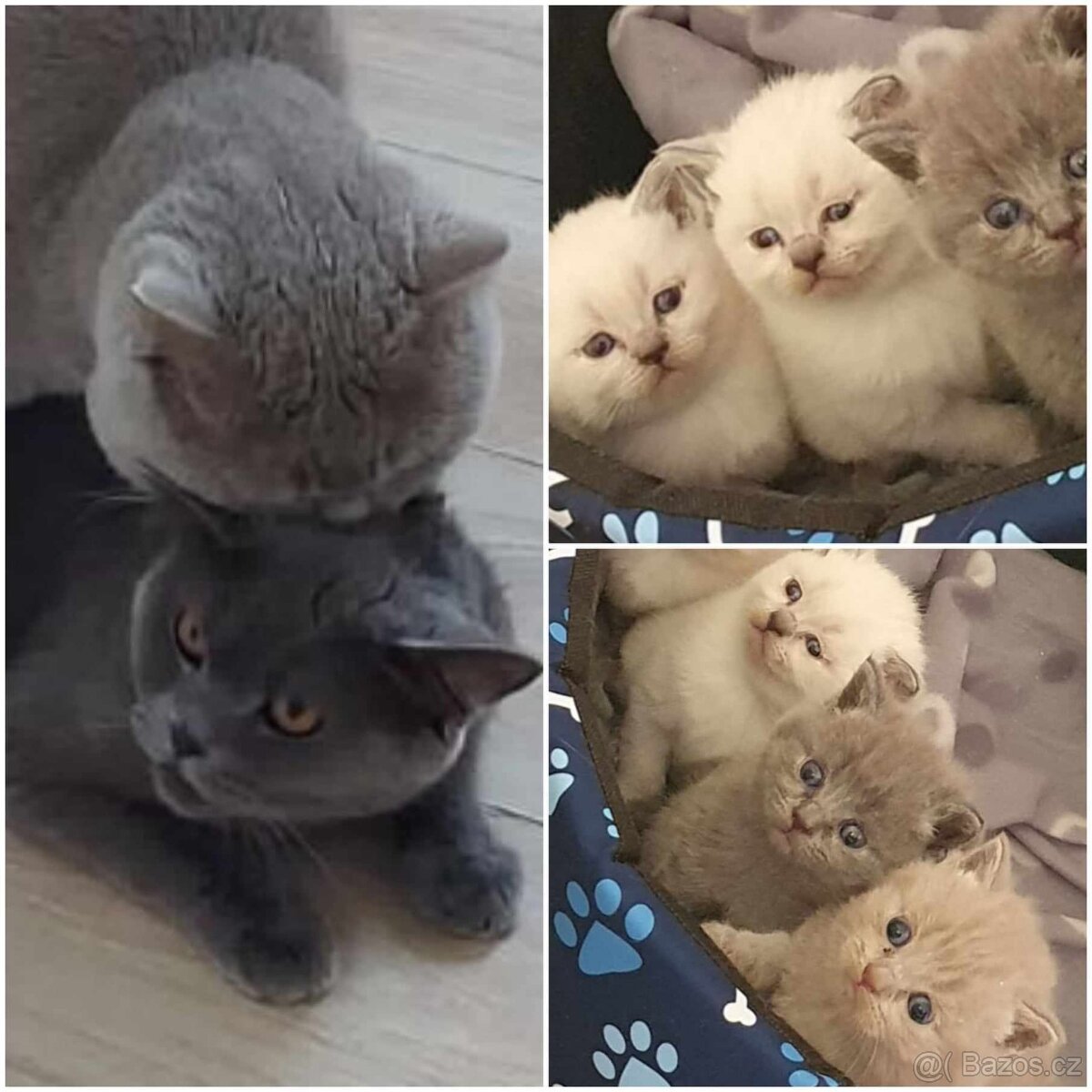 Britský lila kocour ke krytí - 10