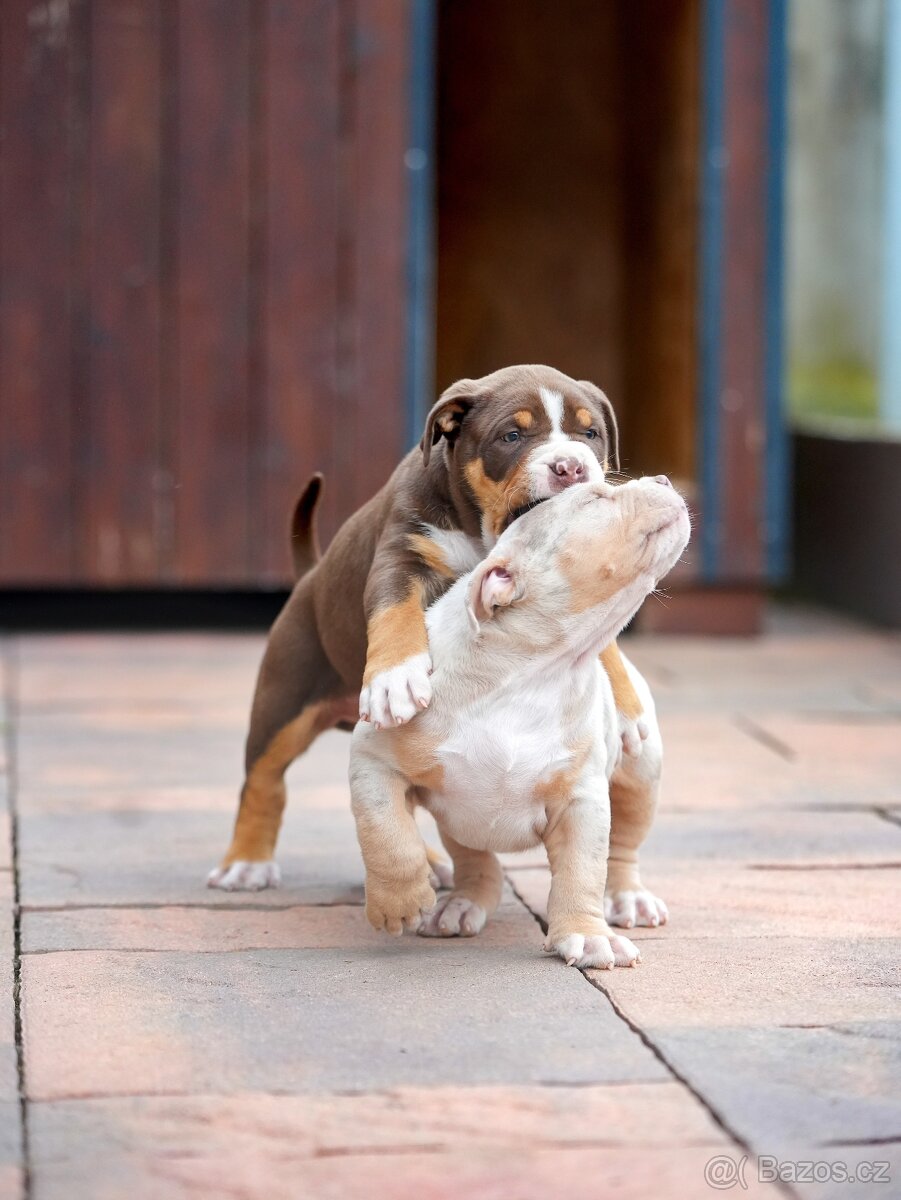 American Bully XL/XXL - 10
