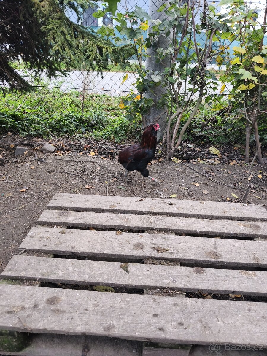 Kohouti a kachna pižmovky - 10