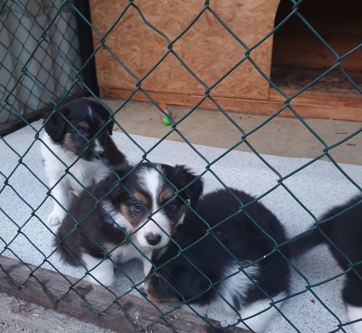 Krytí border kolie - Lanškroun - 10