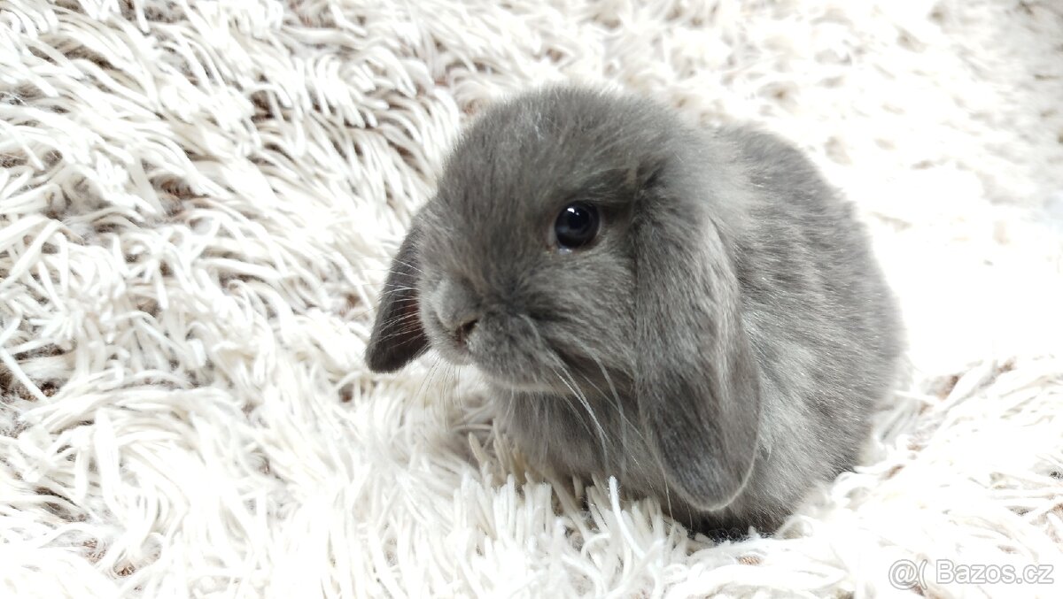 Zakrslý beránek, králíček, králík - KVIDO - 10